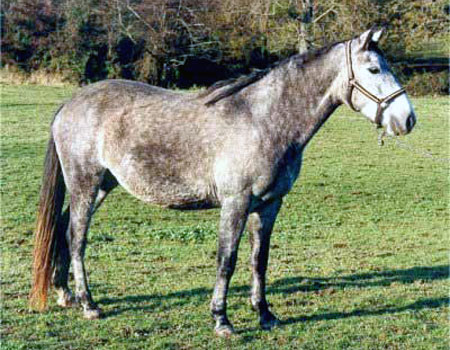 ARABE BARBE (POULINIERE)